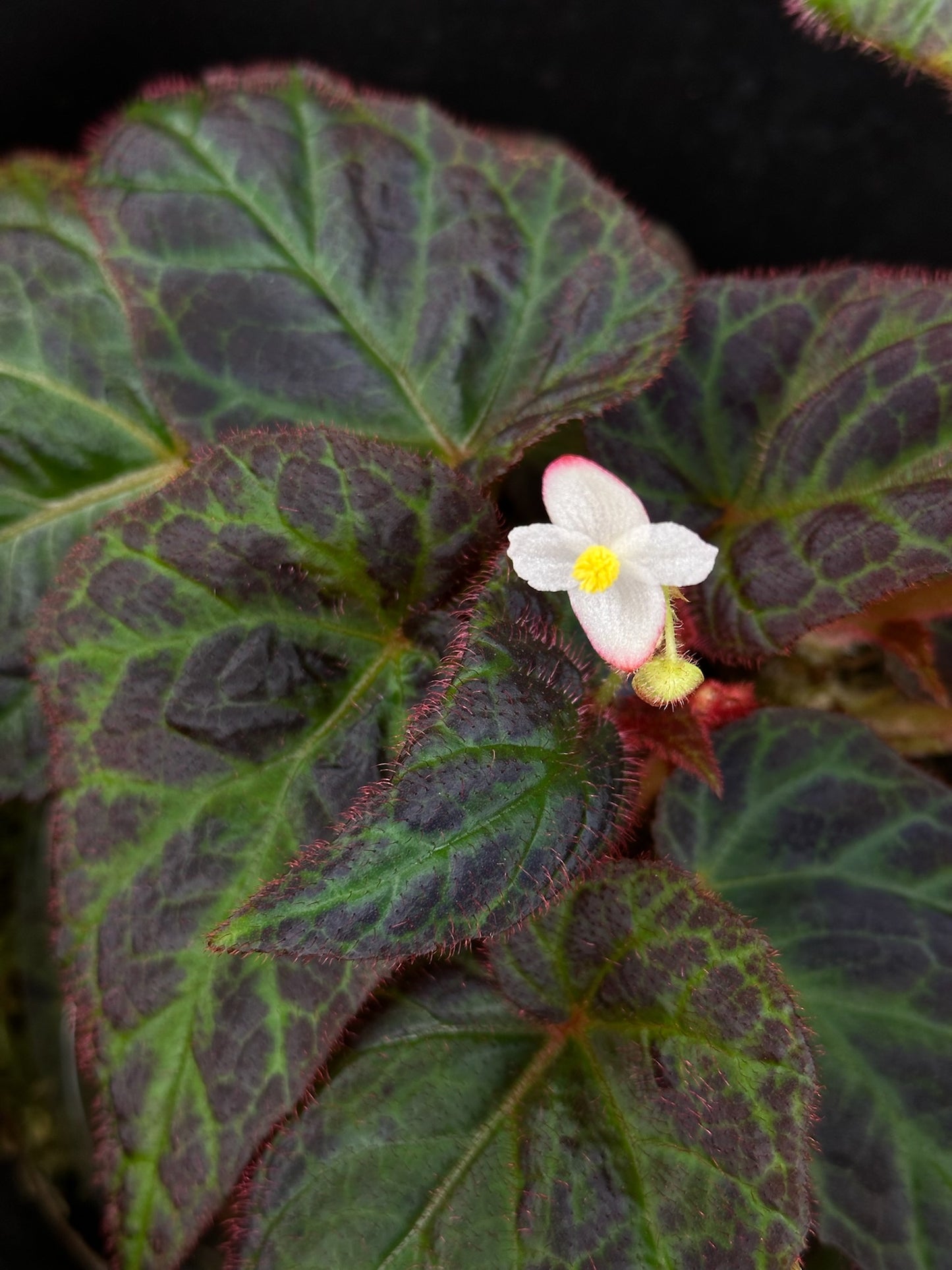 SEEDS Begonia sp. Sumatra Utara