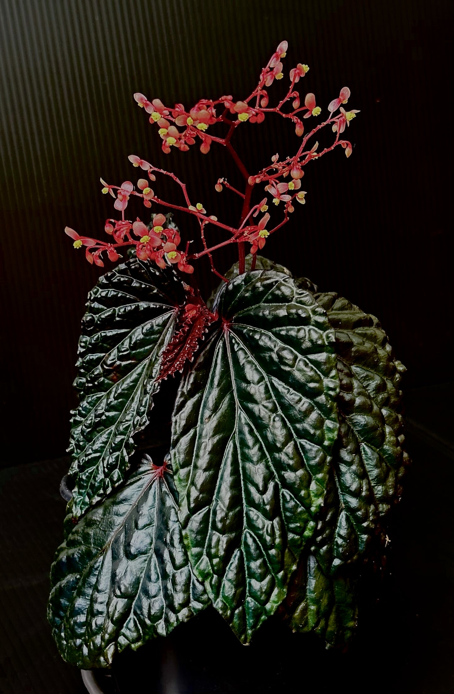 SEEDS Begonia daunhitam