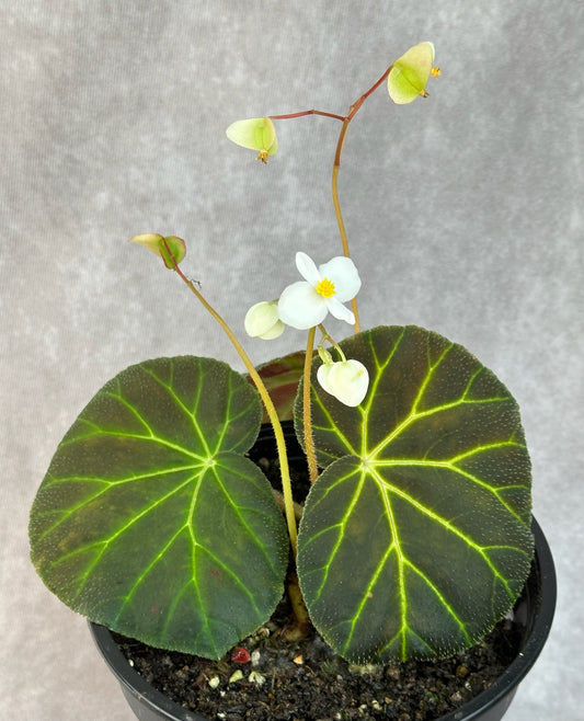 SEEDS Begonia olsoniae