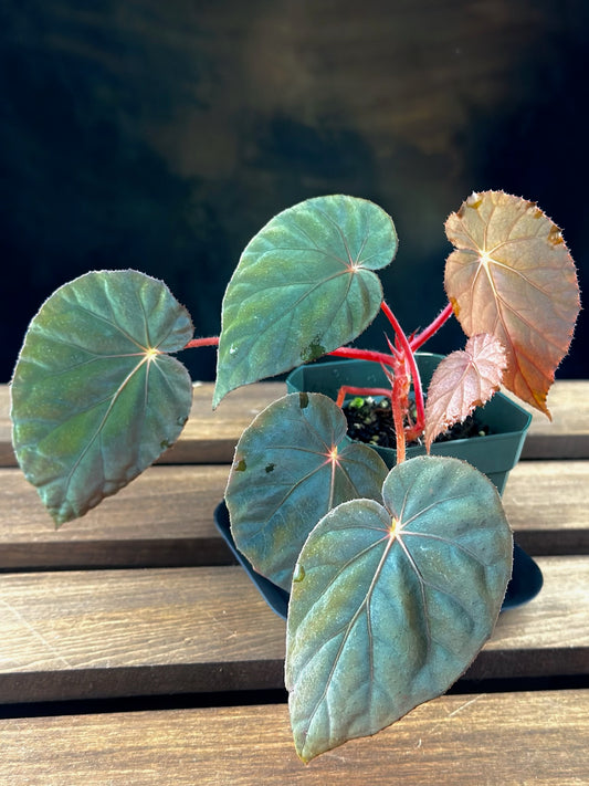 SEEDS Begonia pavonina dark form, compact growth form