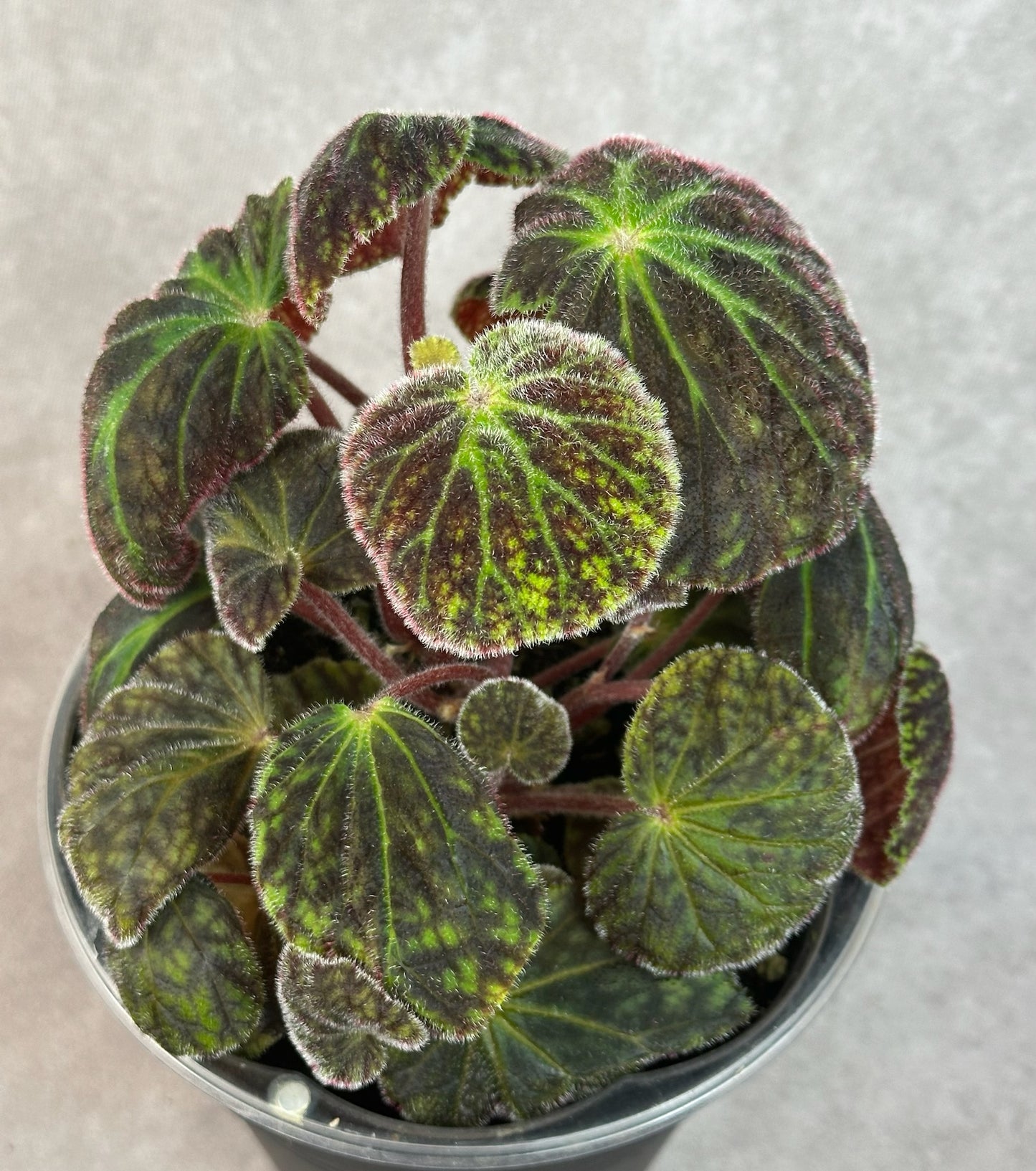 SEEDS Begonia murina
