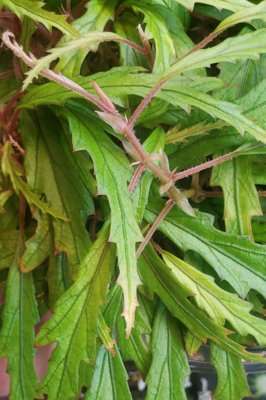 种子 海棠秋海棠