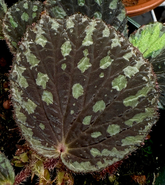 SEEDS Begonia aketajawensis ‘splotched’