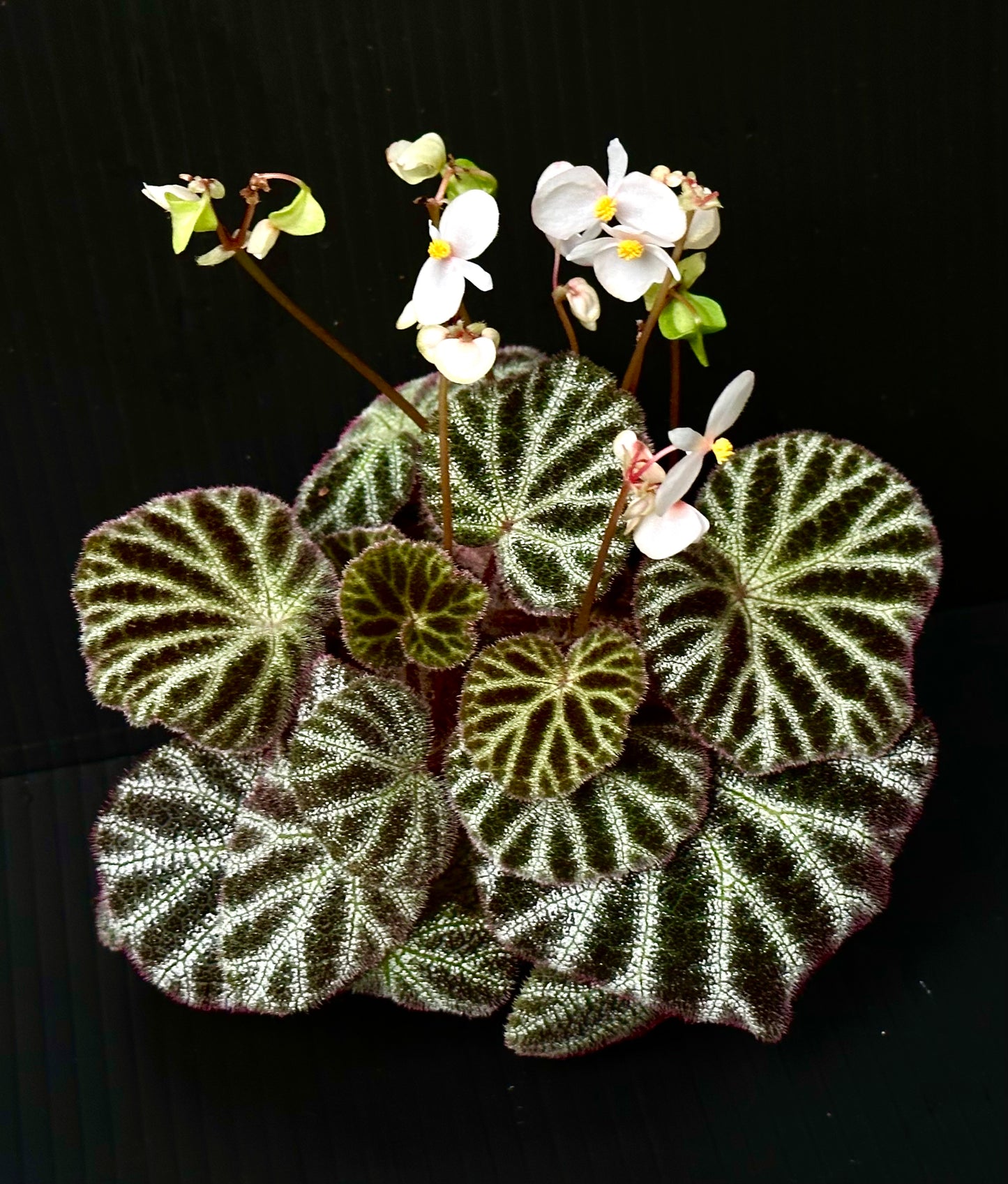 SEEDS Begonia ninmingensis var. ‘Bella’