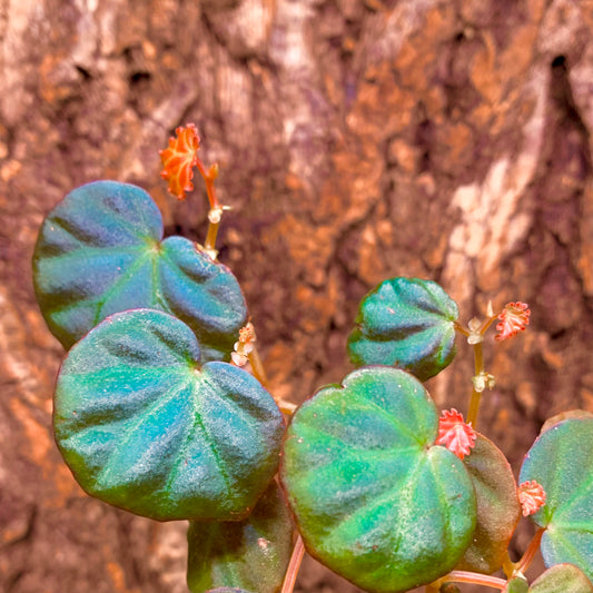 SEEDS Begonia sp. Sarawak