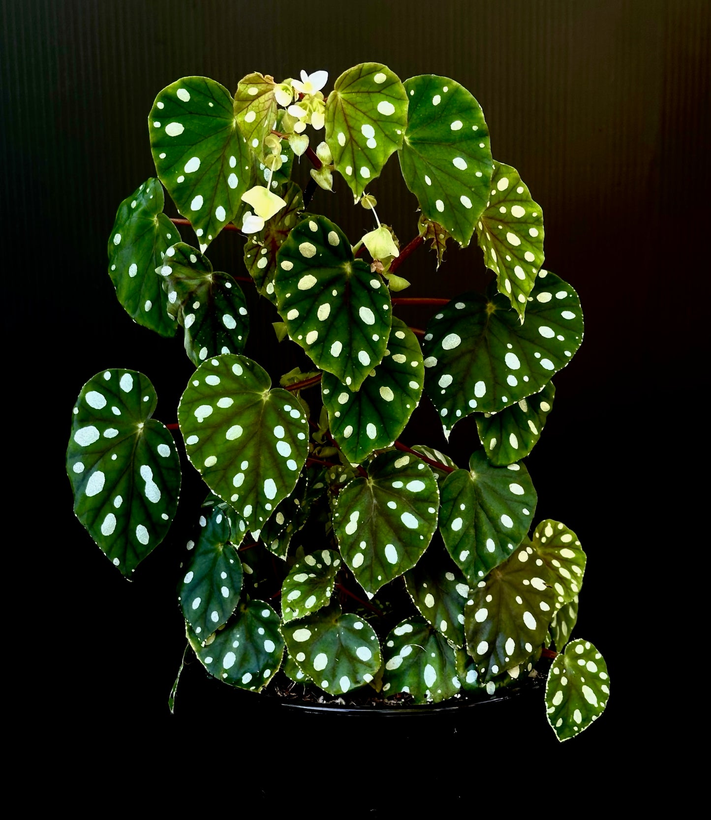 SEEDS Begonia jiewhoei