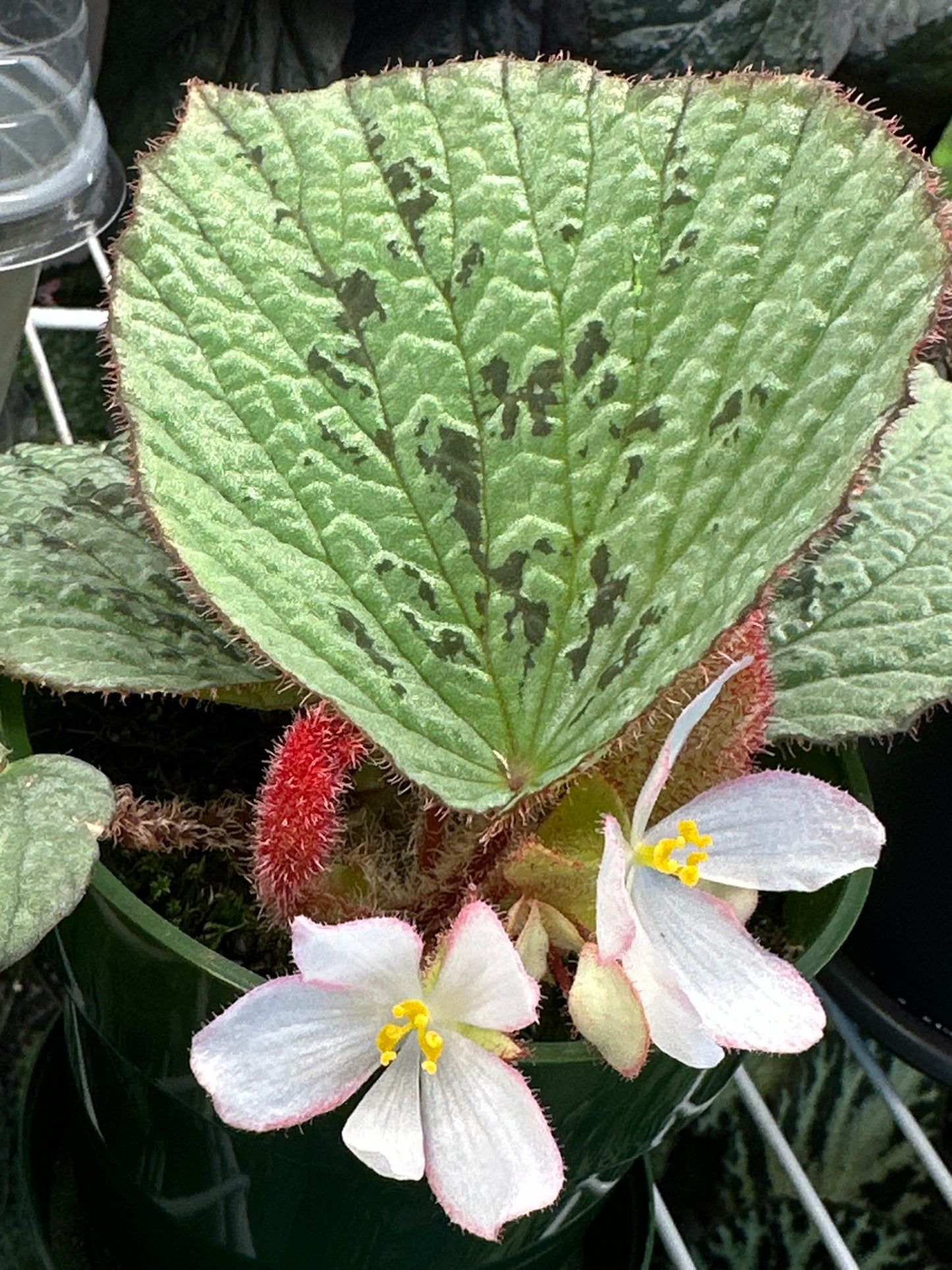 SEEDS Begonia holosericea