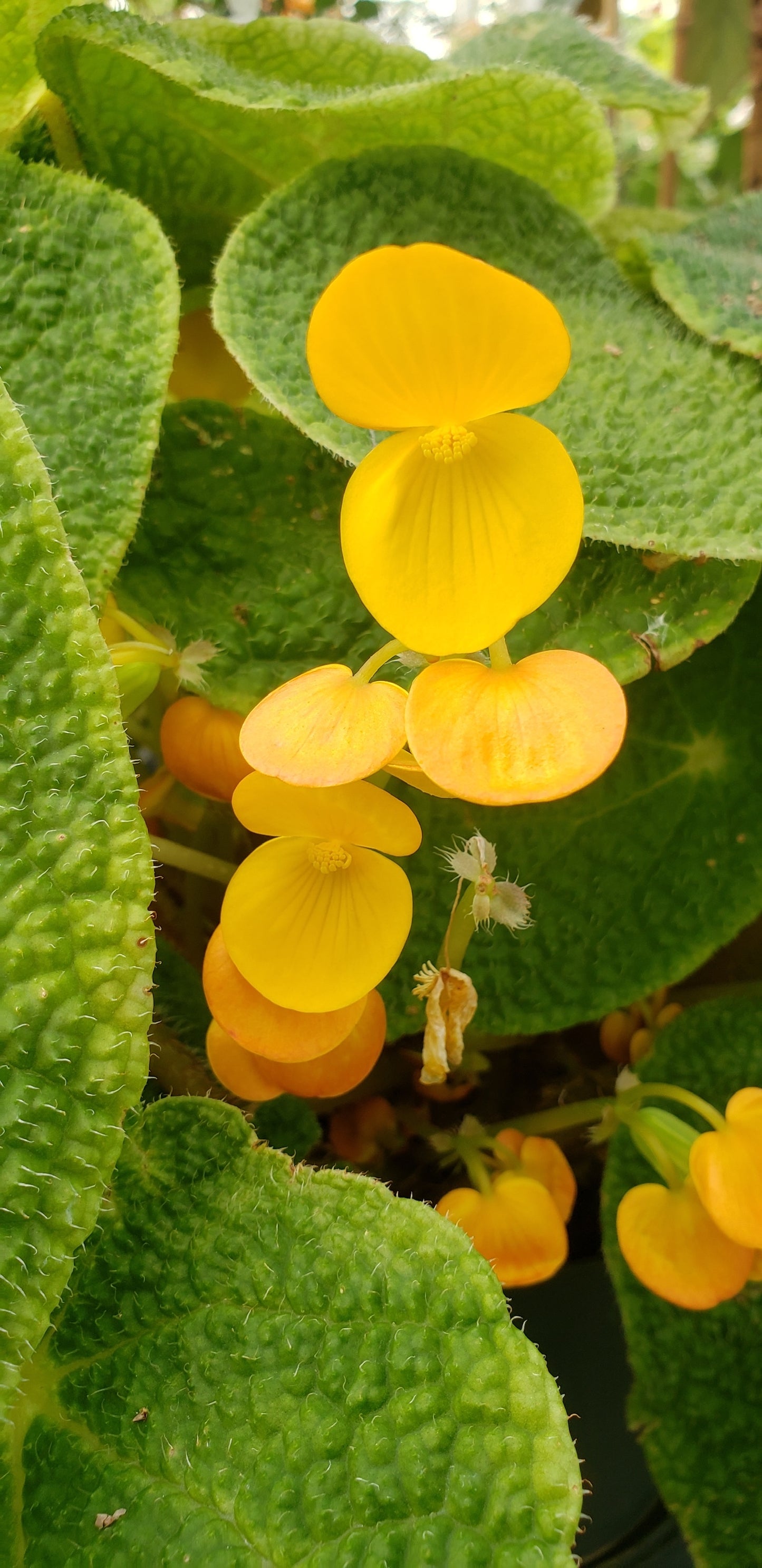 SEEDS Begonia staudtii
