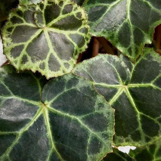 SEEDS Begonia brooksii