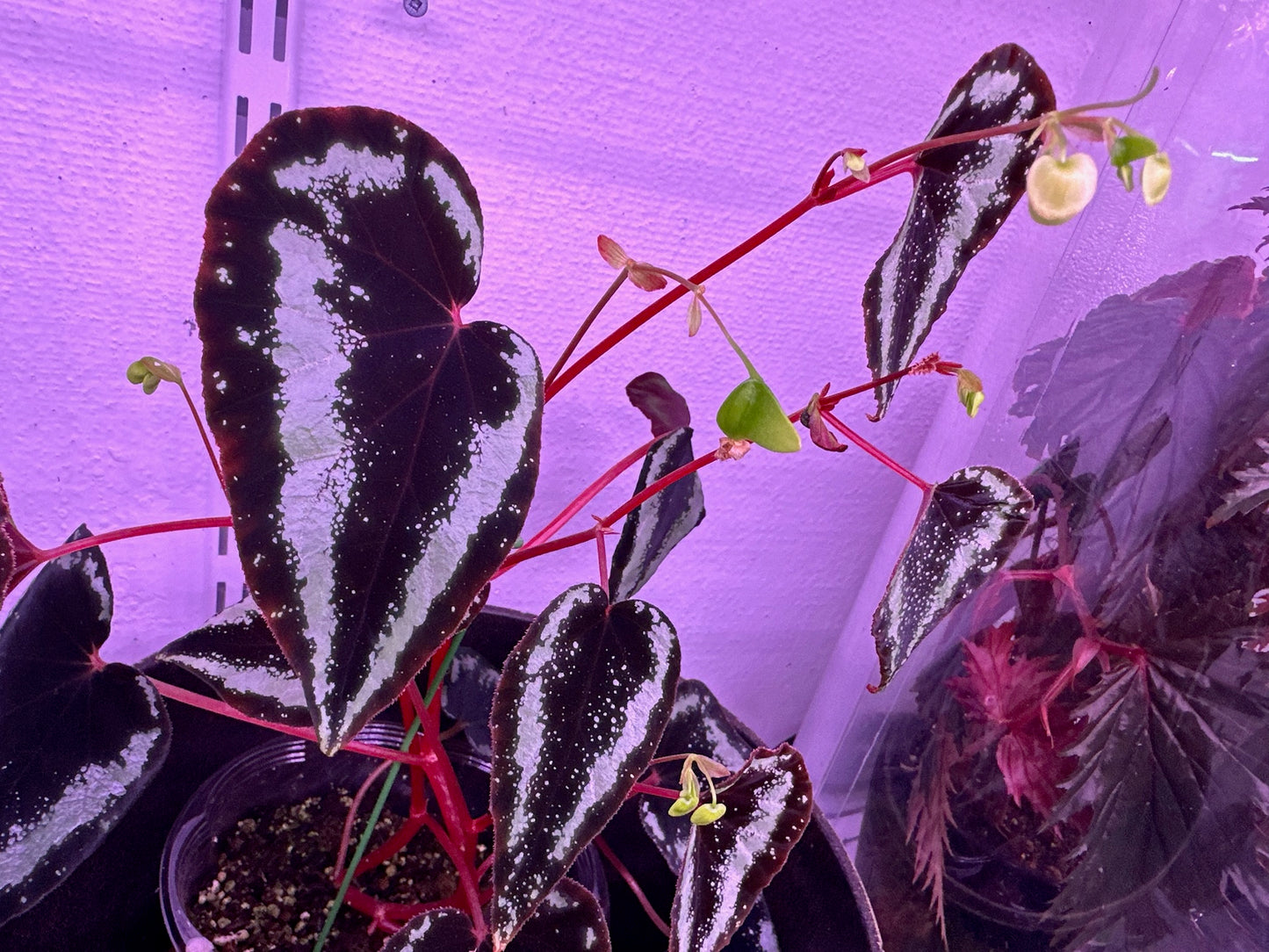 SEEDS Begonia curtisii "Milky Way"