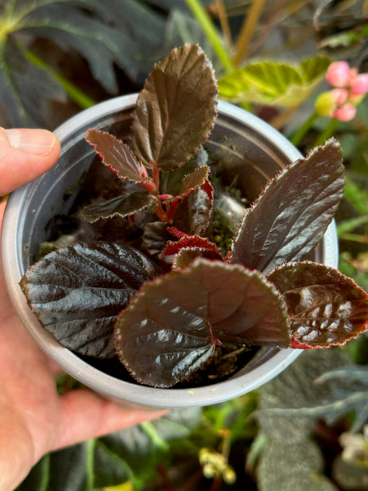 SEEDS Begonia inggitiae