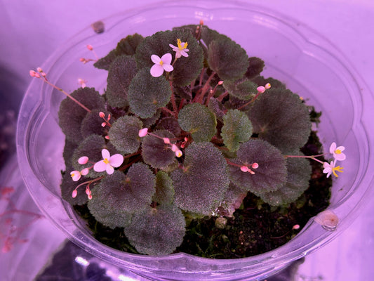 SEEDS Begonia hoehneana
