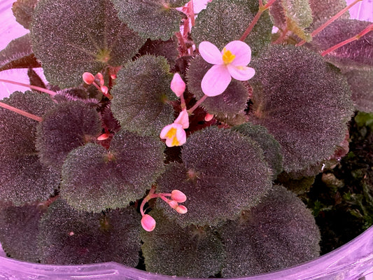 SEEDS Begonia hoehneana