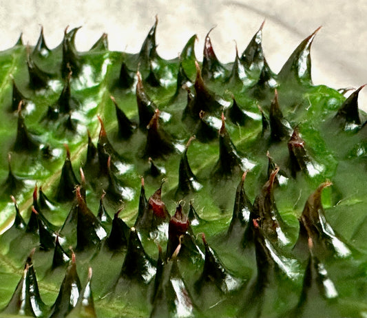 SEEDS Begonia ferox