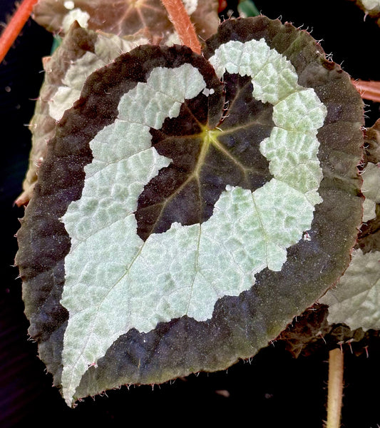 SEEDS Begonia rex (the species)