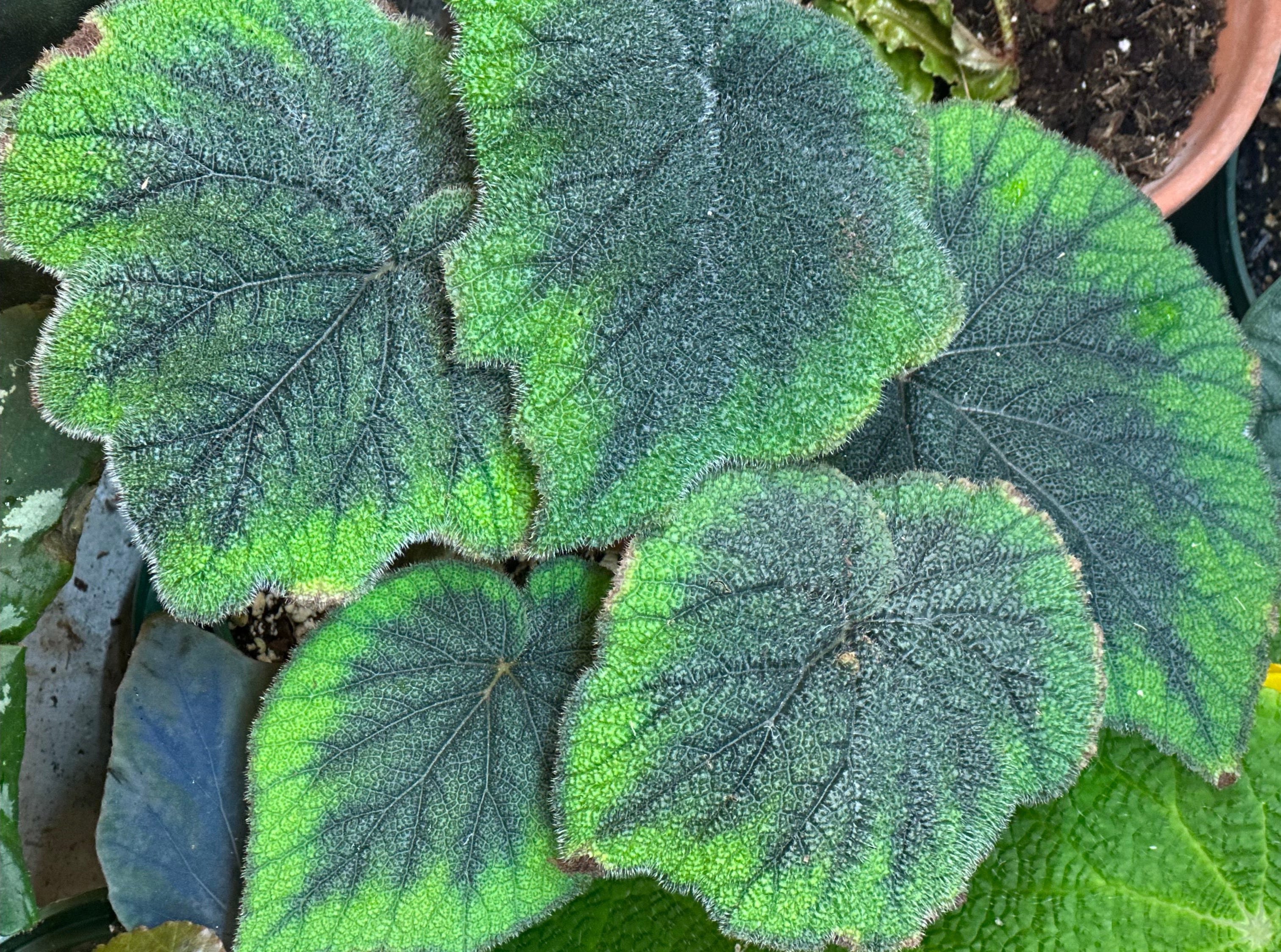 Begonia zonata (AKA sp Vietnam Green/Brown) – Begonian Express