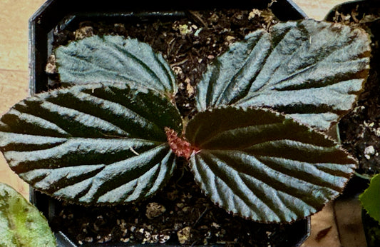 SEEDS Begonia inggitiae