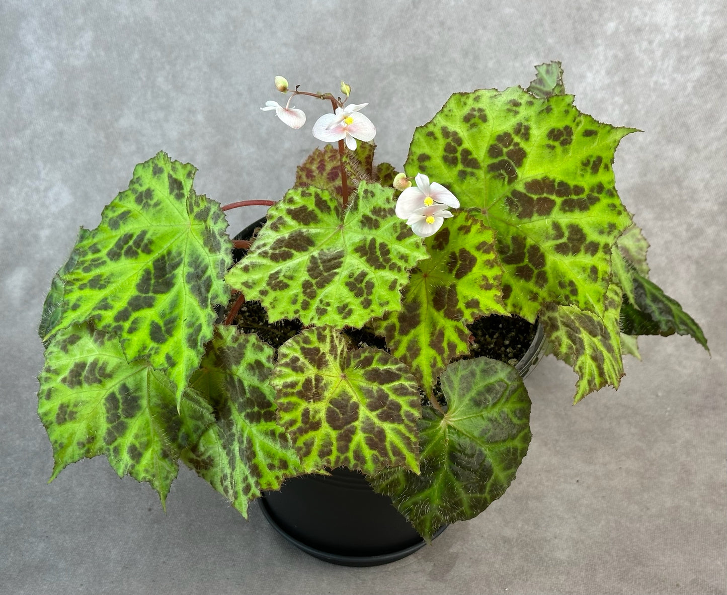 SEEDS Begonia sp. Padang Lawas