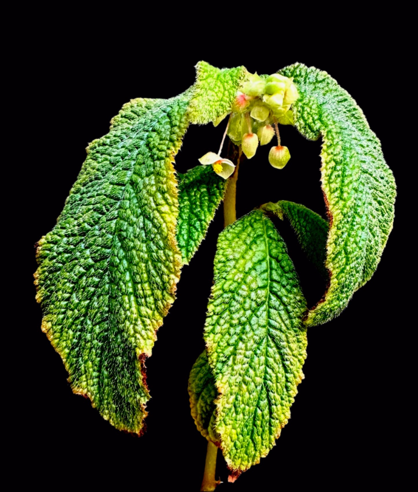 SEEDS Begonia buddleiifolia