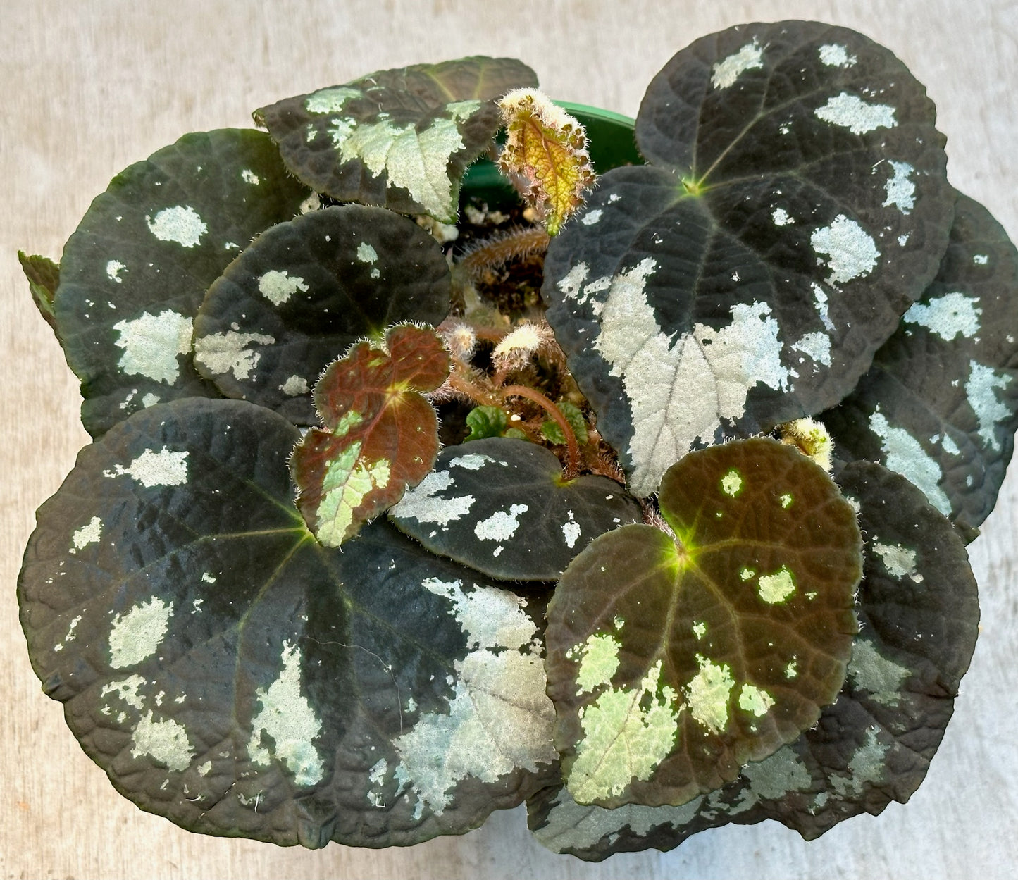 SEEDS Begonia aurantiflora