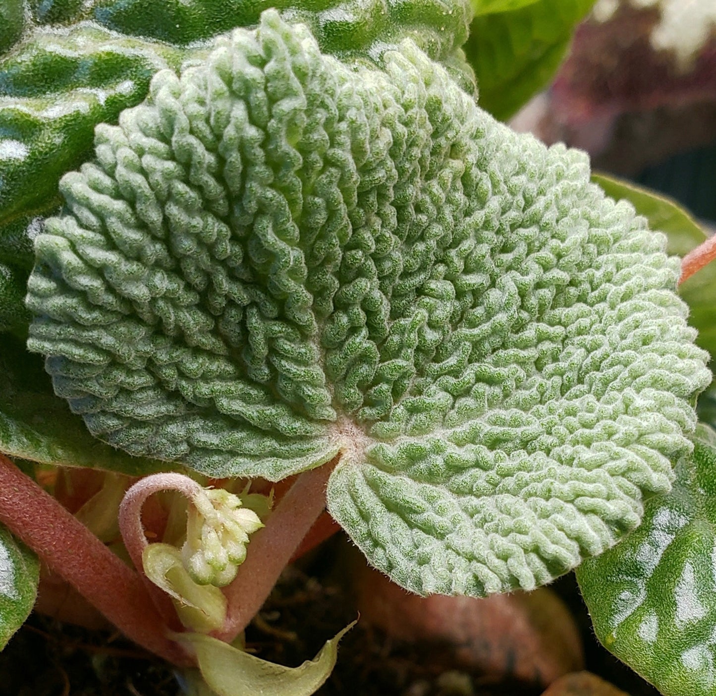 SEEDS Begonia crispula