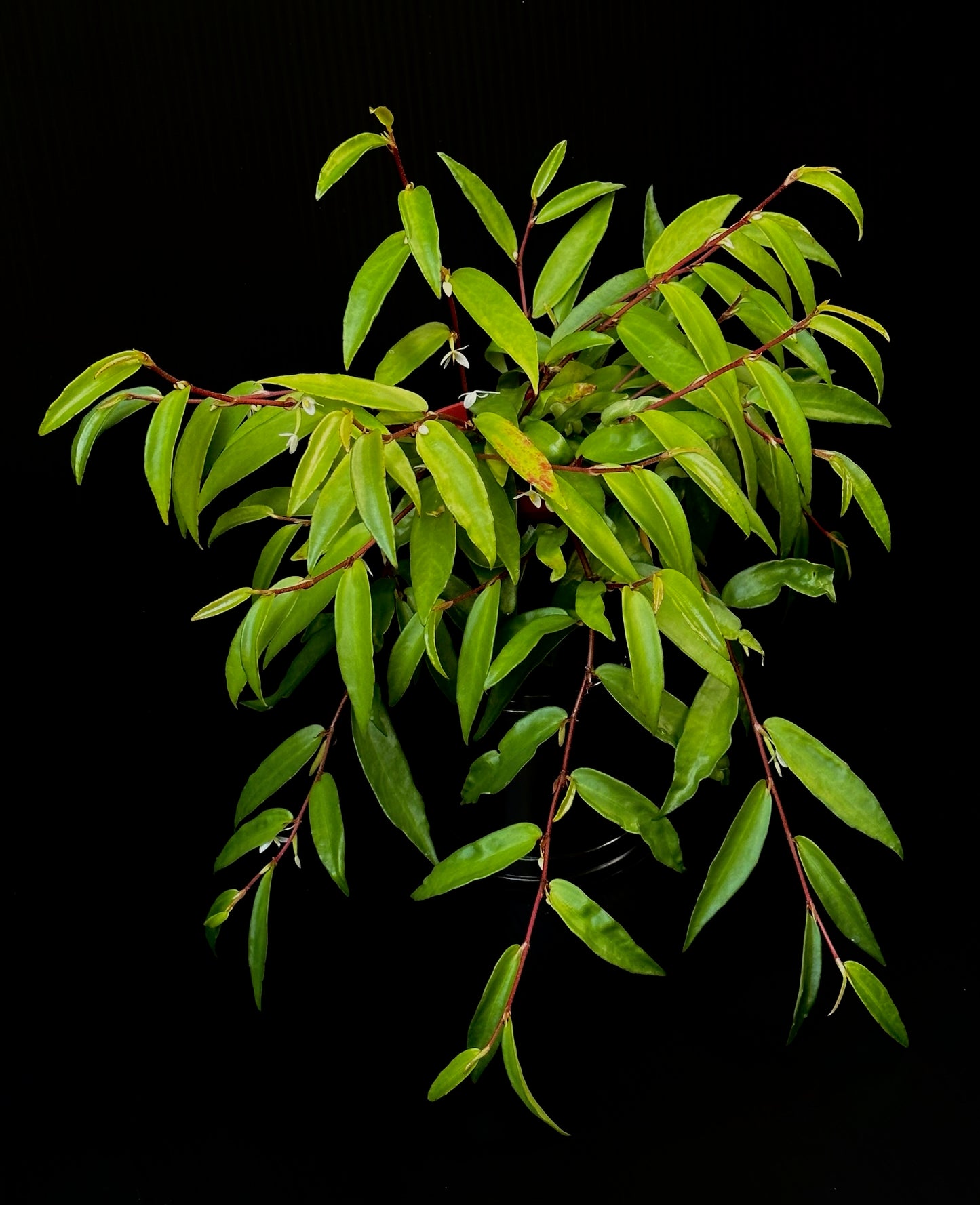 SEEDS Begonia polygonoides