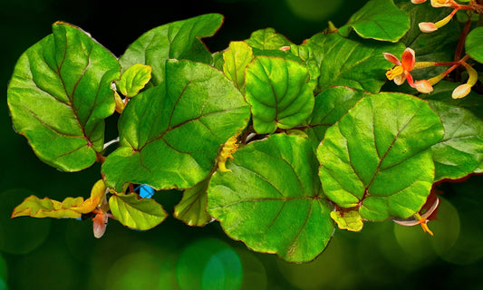SEEDS Begonia letestui