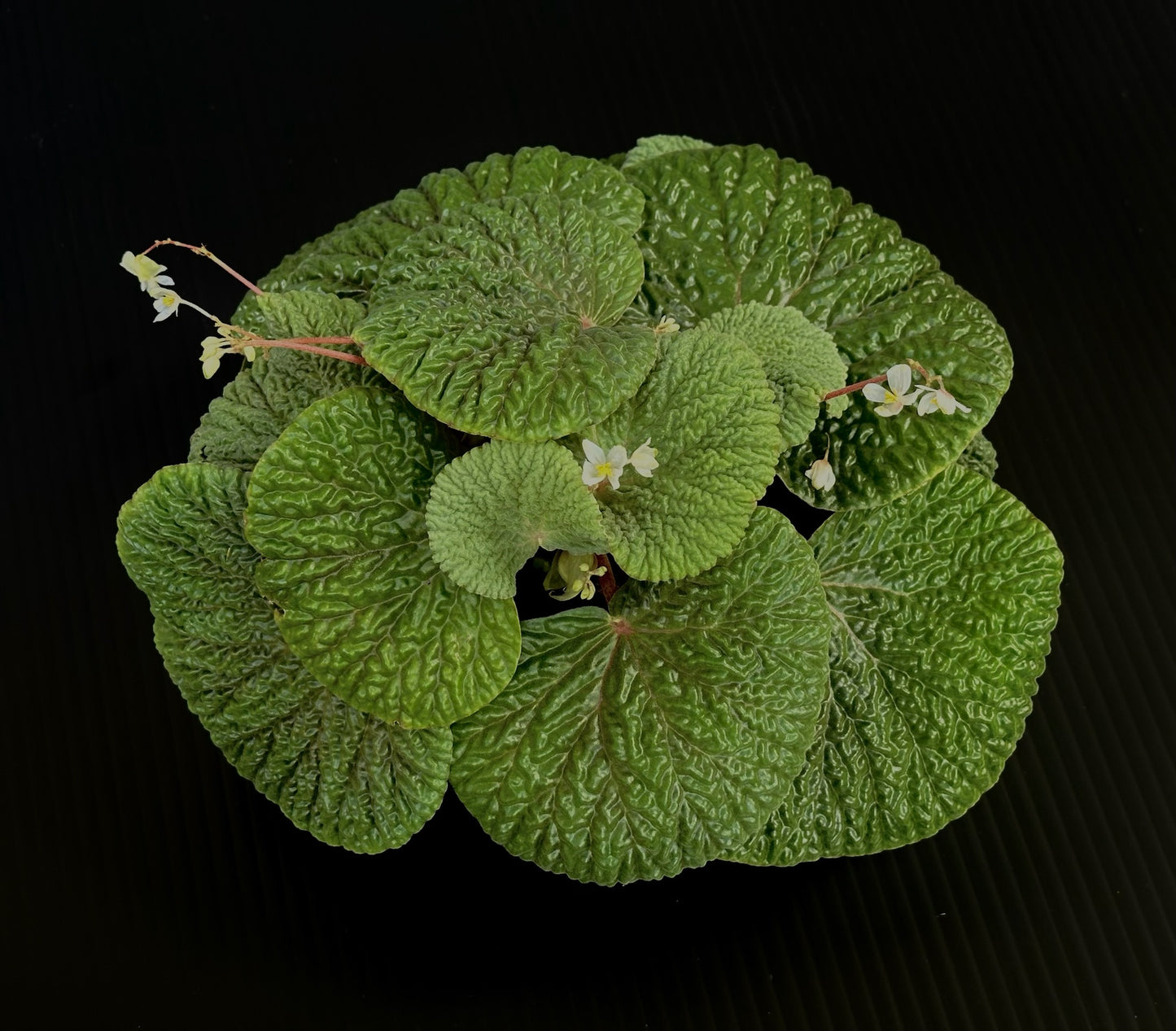 SEEDS Begonia crispula