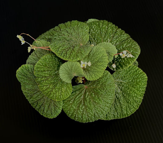 SEEDS Begonia crispula
