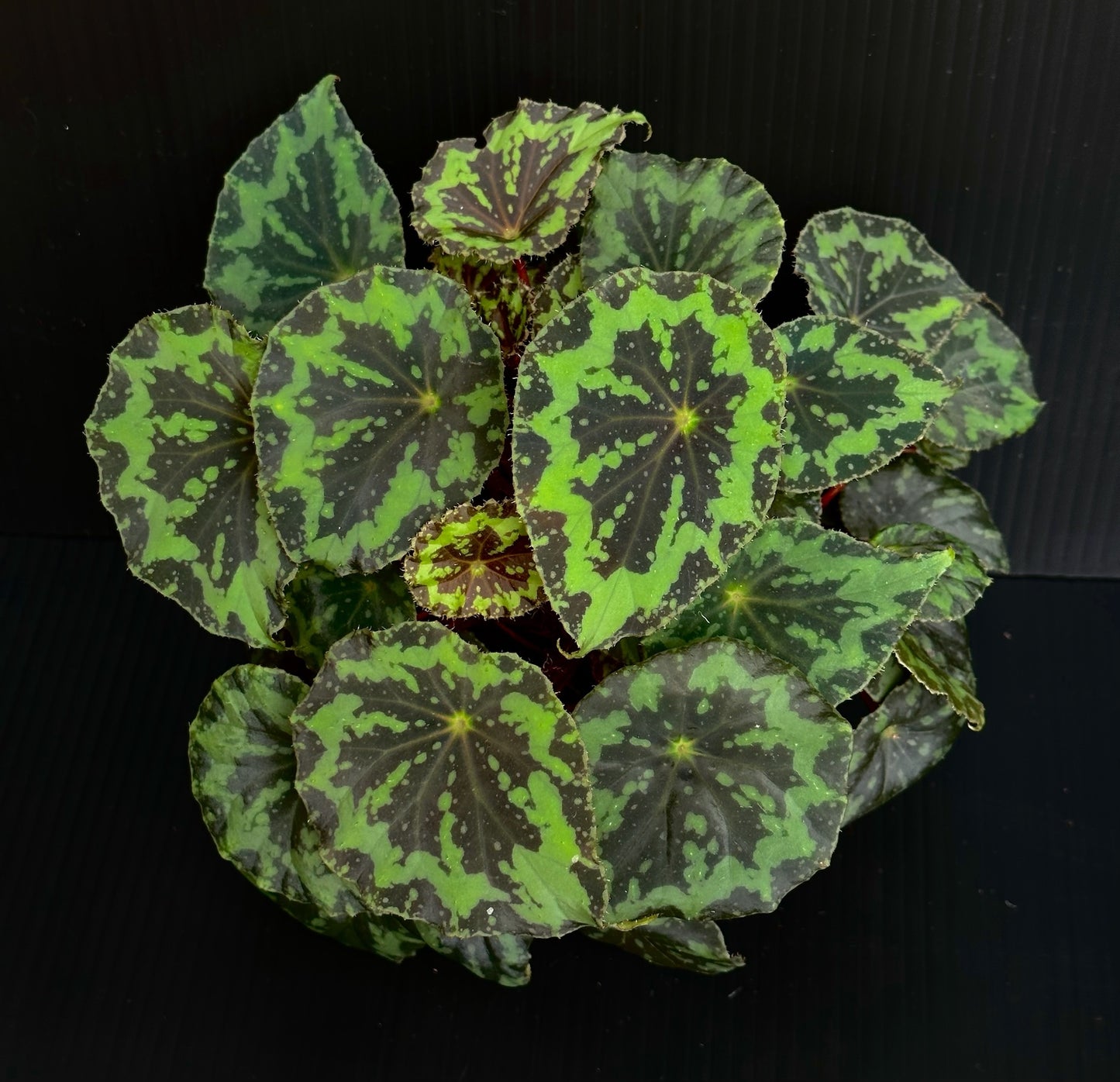 SEEDS Begonia rigidifolia