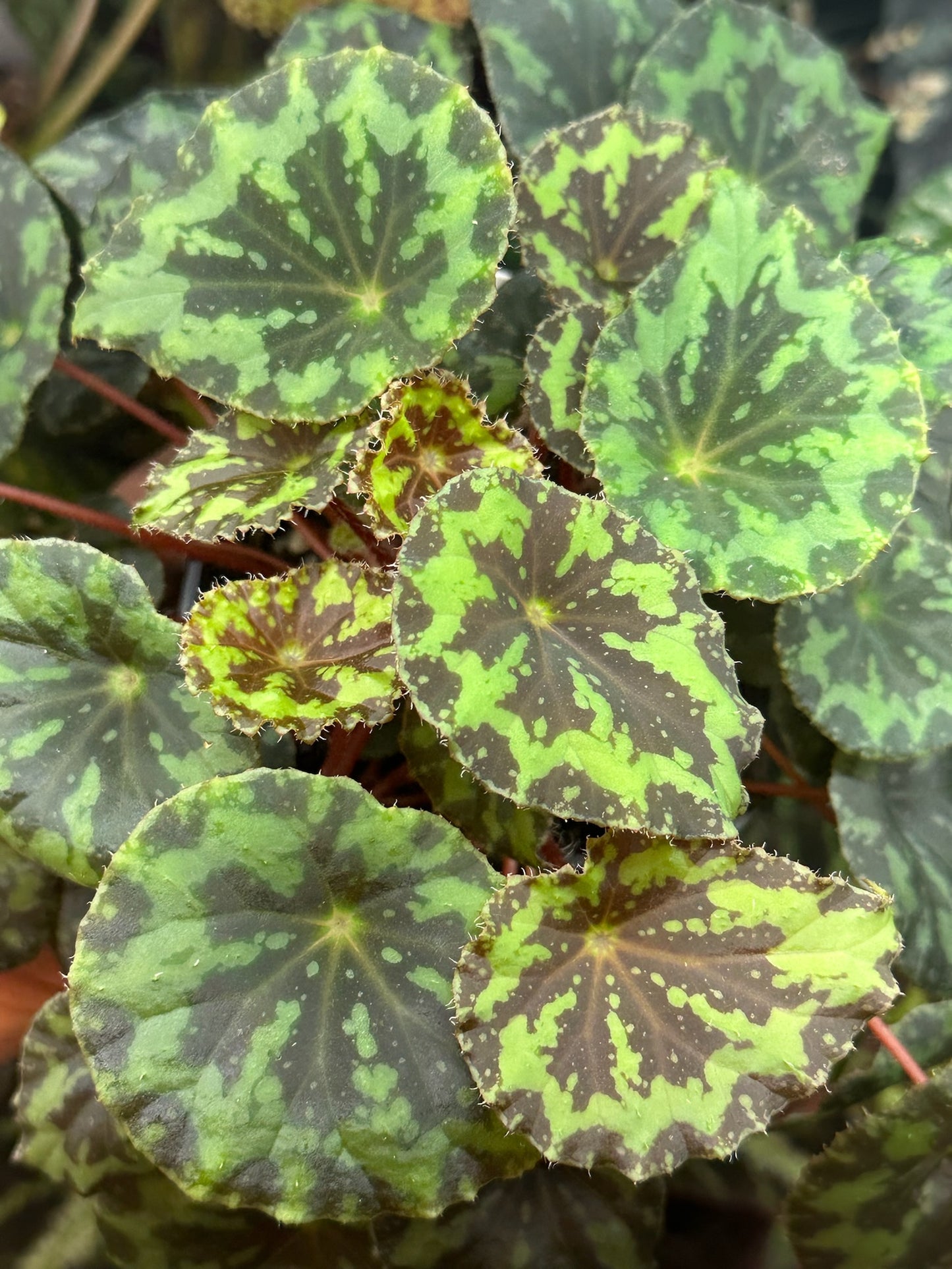 SEEDS Begonia rigidifolia