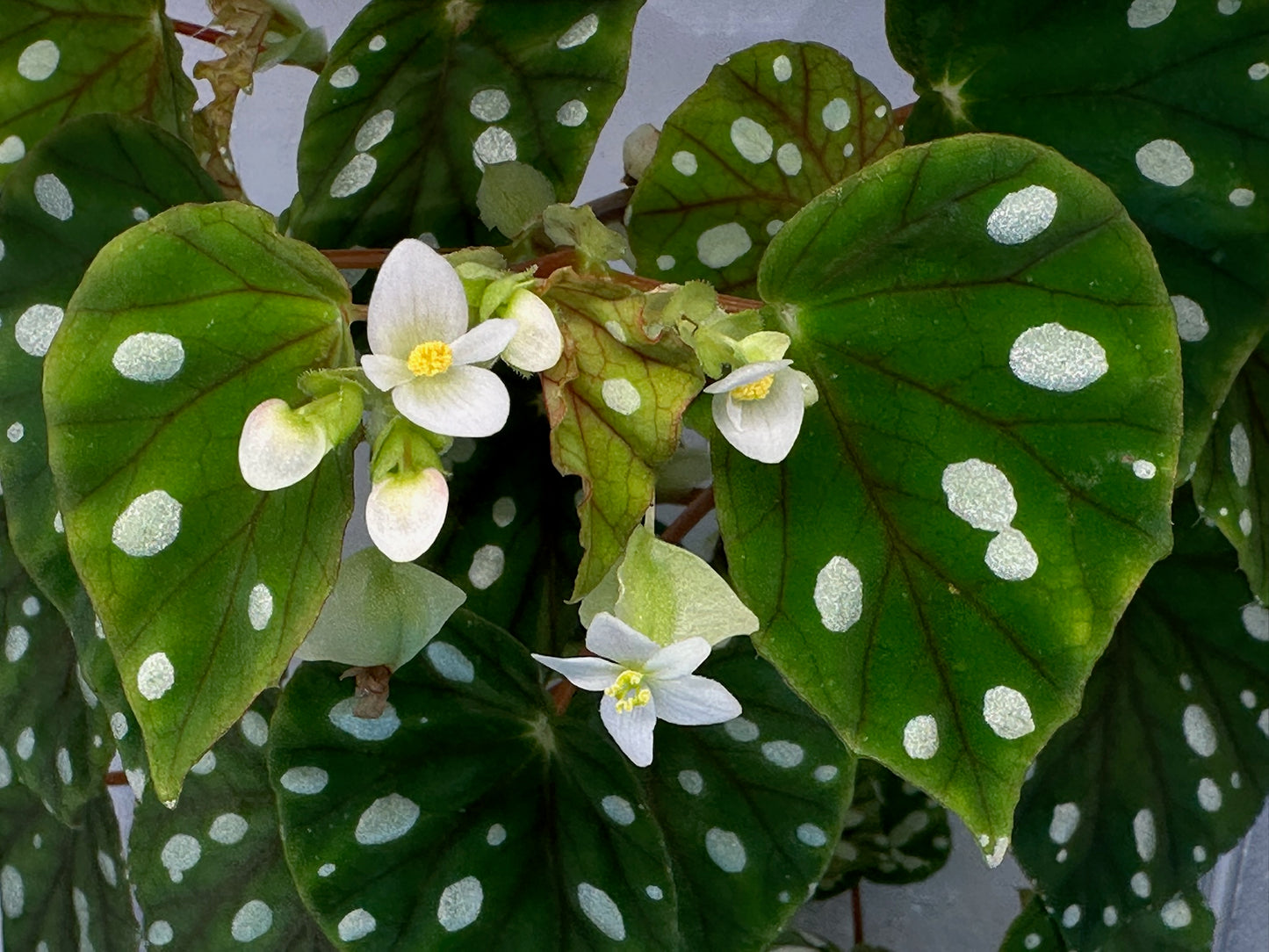 SEEDS Begonia jiewhoei