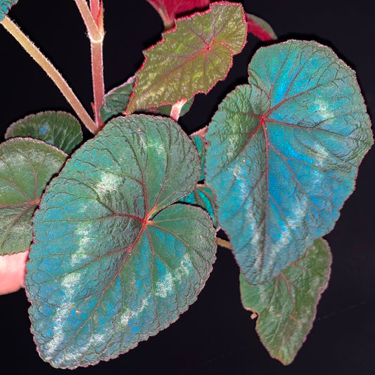 SEEDS Begonia cathayana