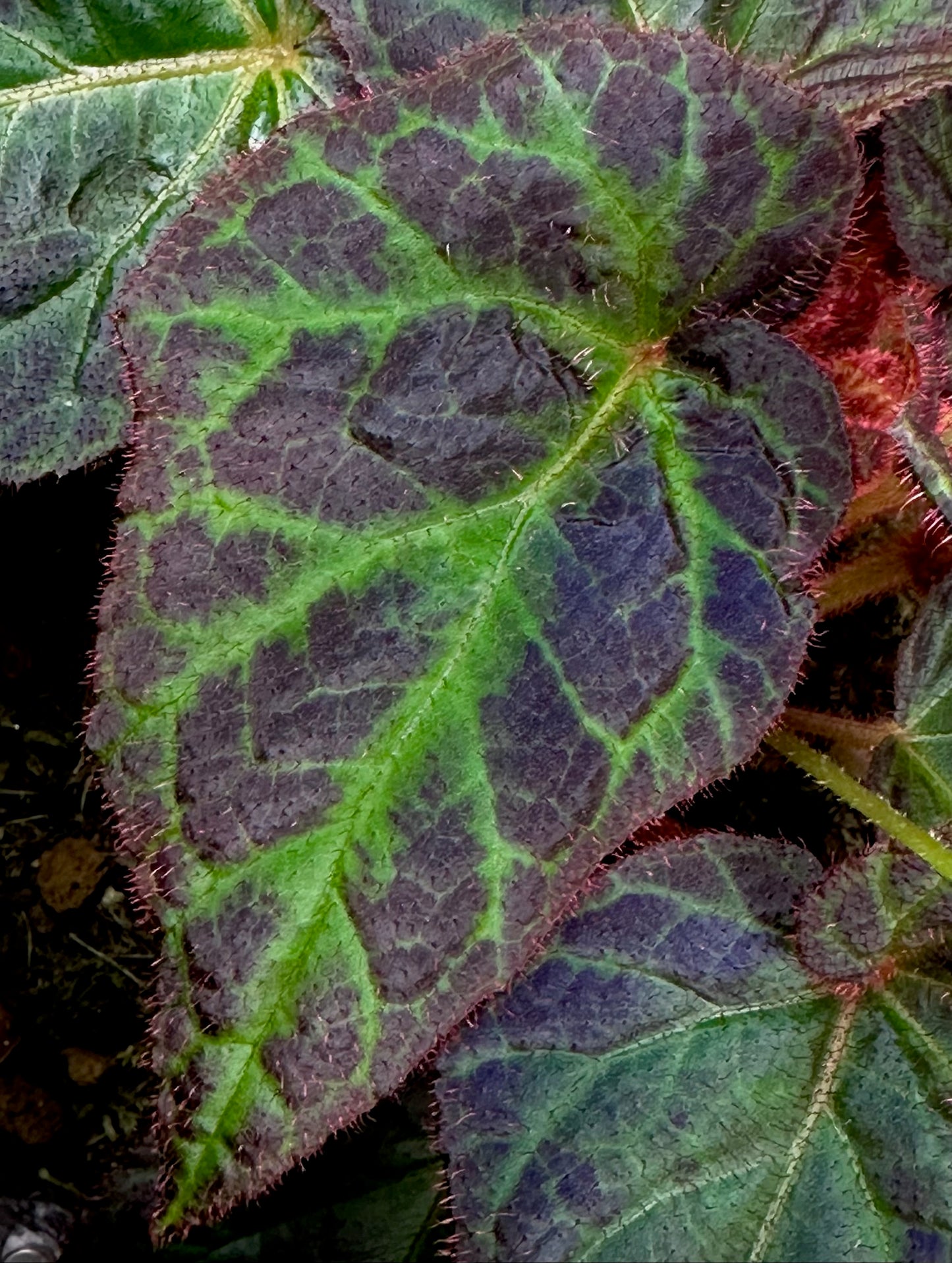 SEEDS Begonia sp. Sumatra Utara