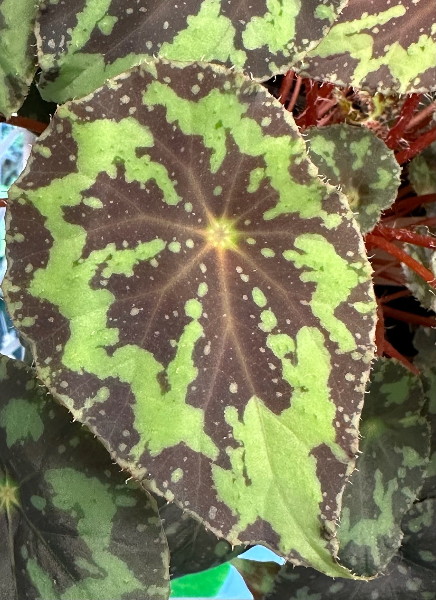 SEEDS Begonia rigidifolia
