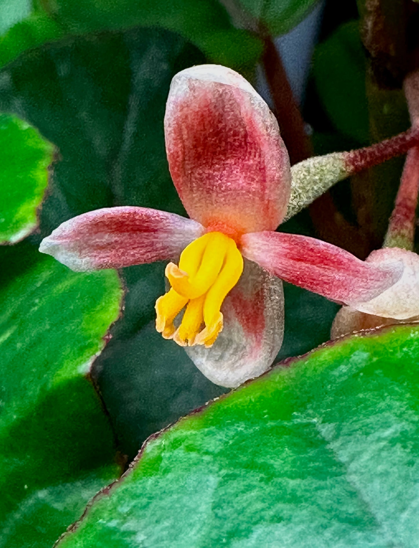 SEEDS Begonia letestui