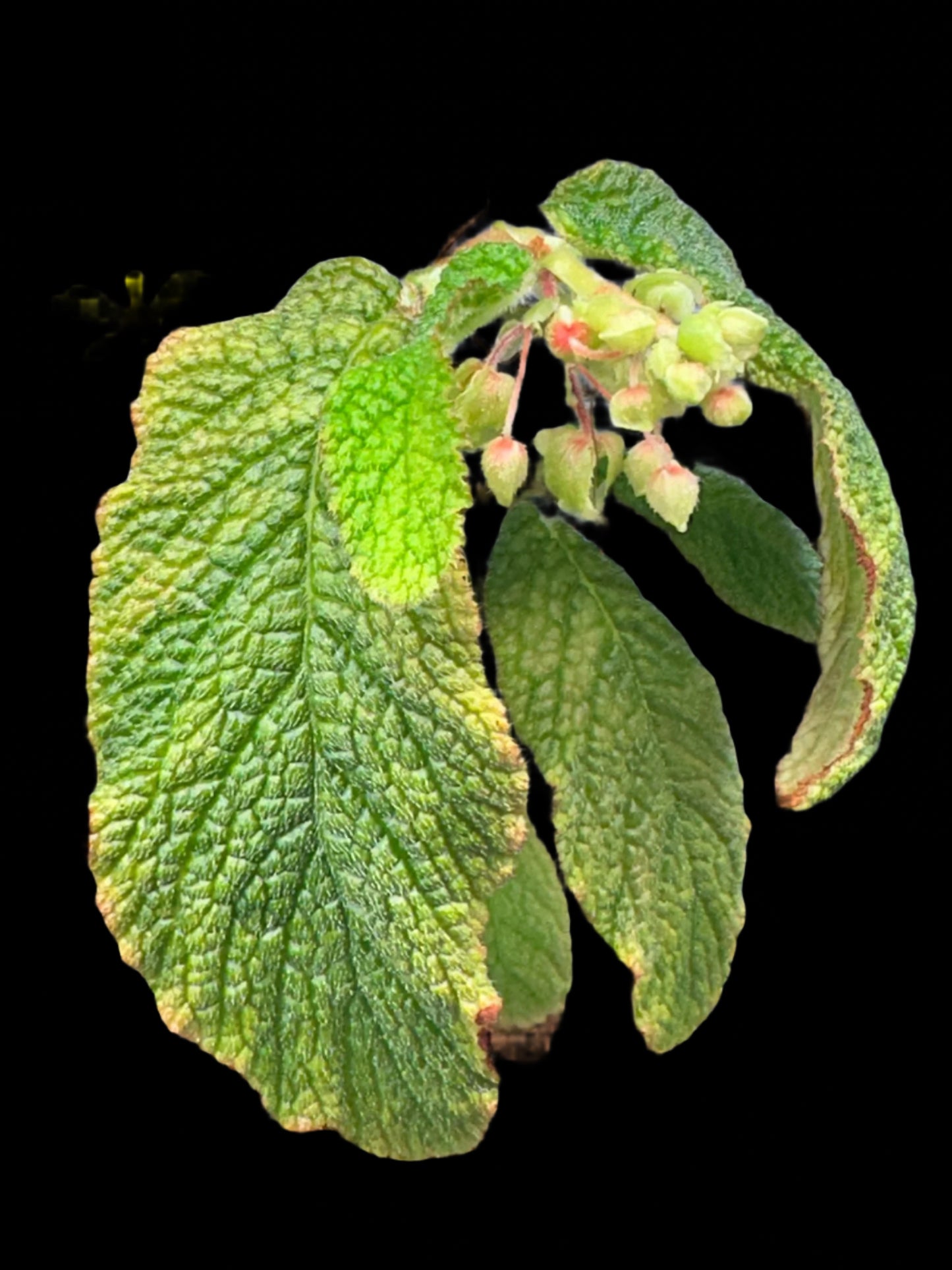 SEEDS Begonia buddleiifolia