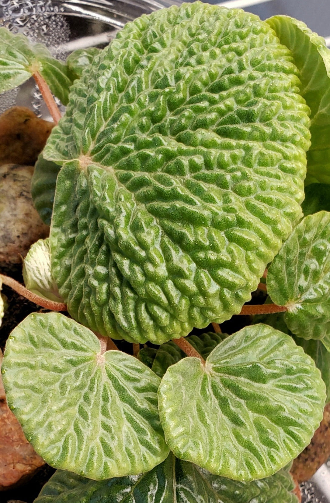 SEEDS Begonia crispula