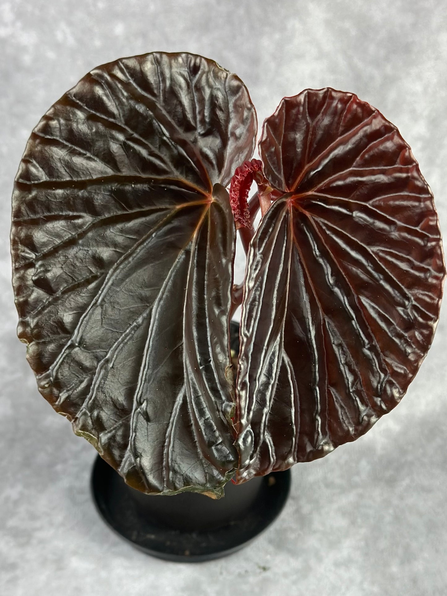 SEEDS Begonia sp. ‘Black Blood’