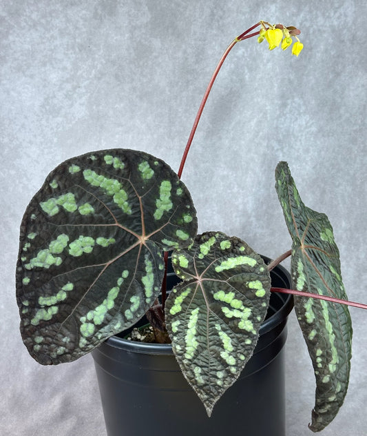 SEEDS Begonia xanthina