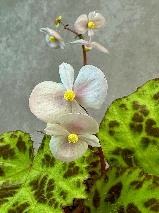SEEDS Begonia sp. Padang Lawas
