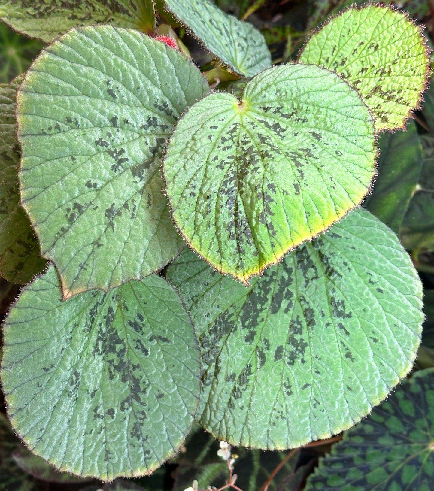 SEEDS Begonia holosericea