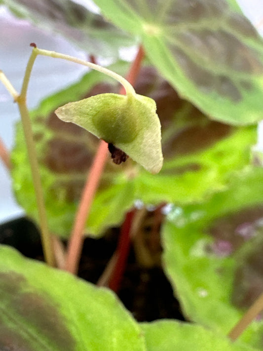 SEEDS Begonia sp. dongoranensis