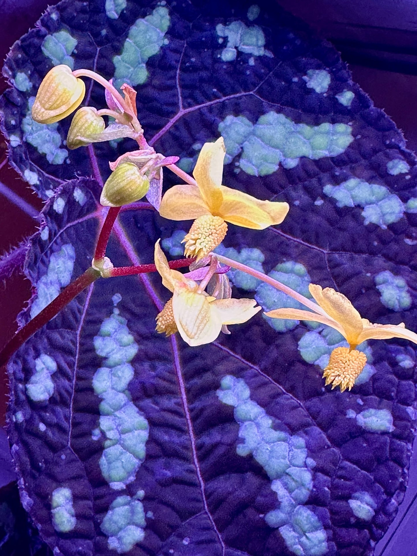 SEEDS Begonia xanthina