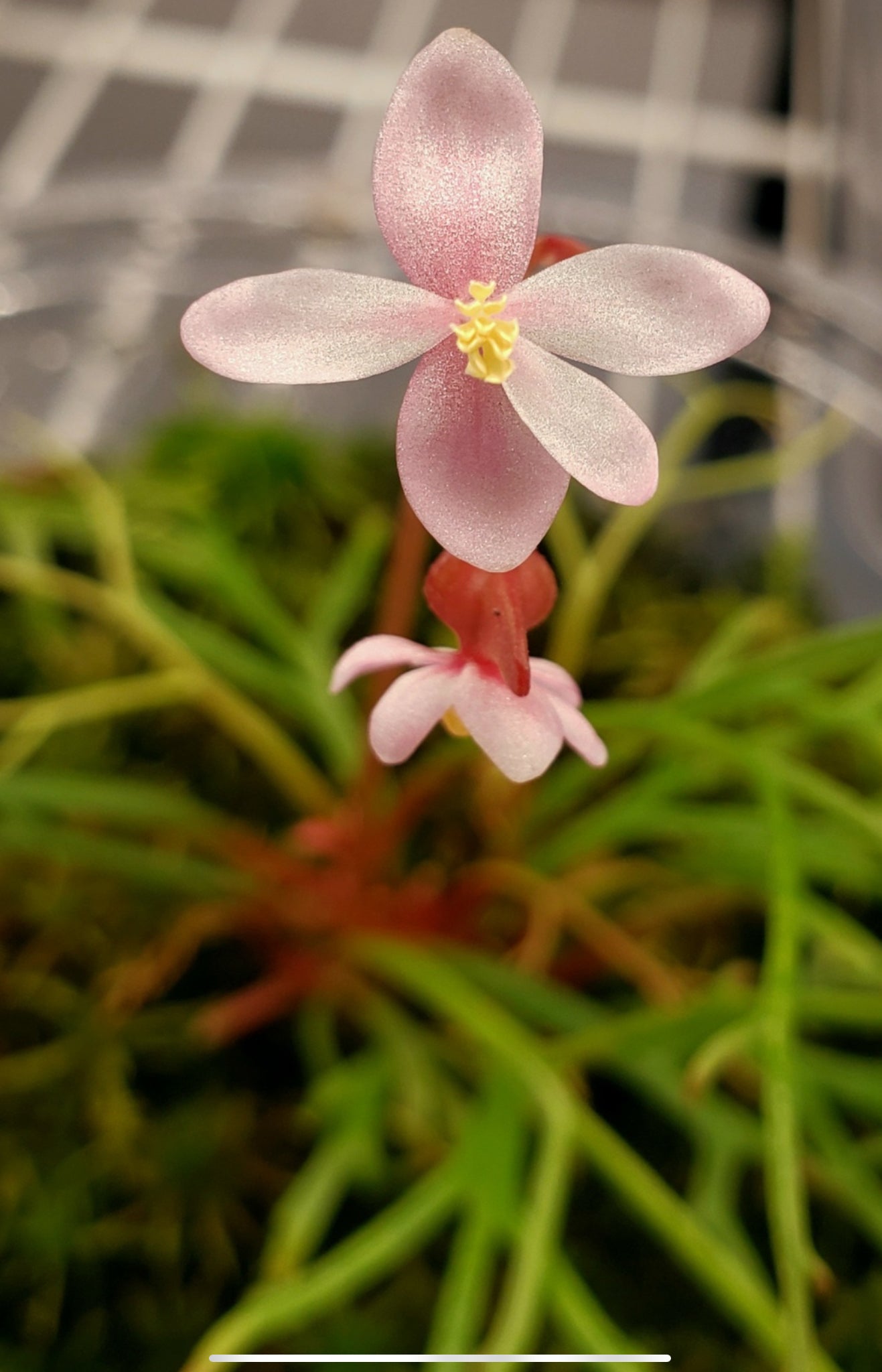 SEEDS Begonia pteridoides