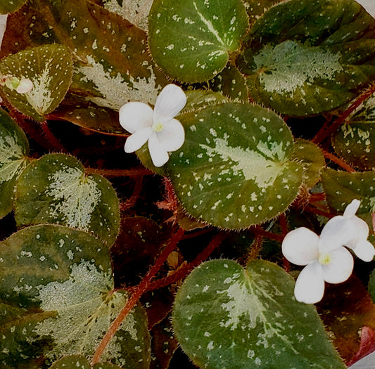 SEEDS Begonia U074 RESTOCK