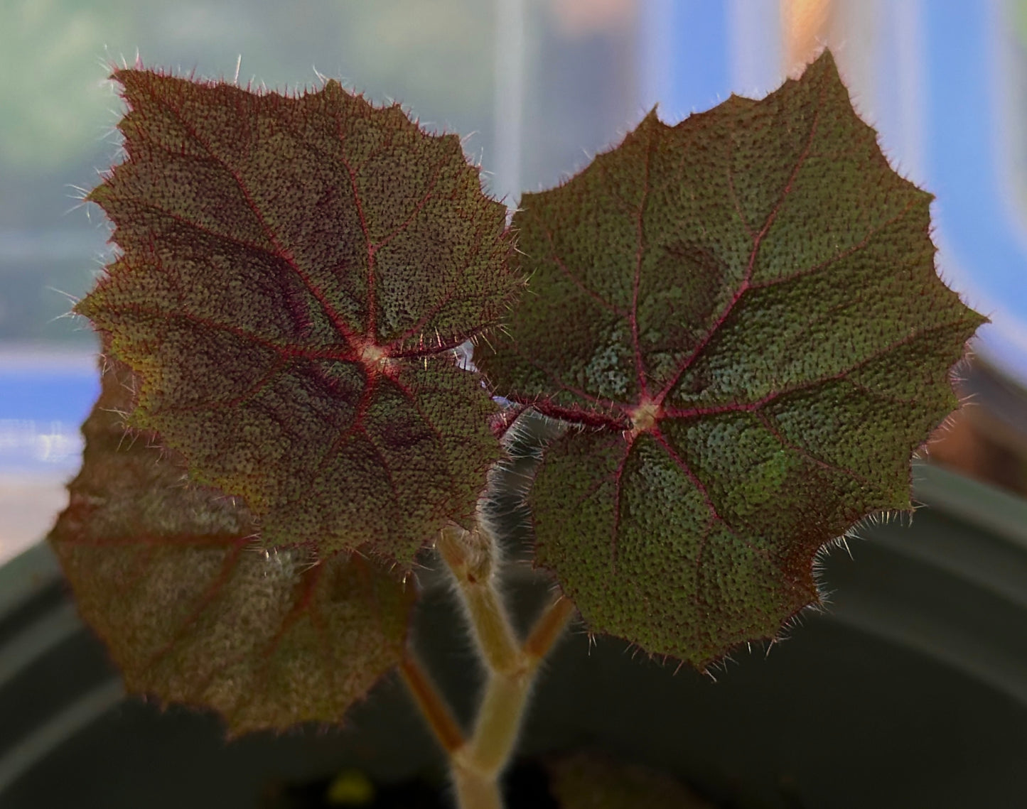 Begonia phuttaii