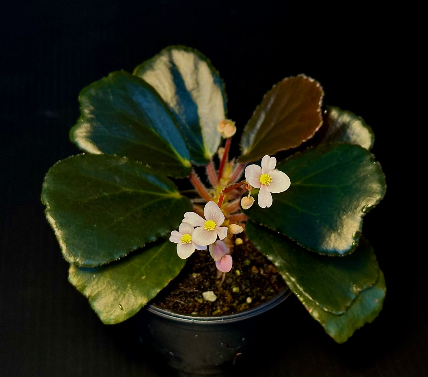 SEEDS Begonia blancii Dark