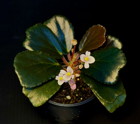 SEEDS Begonia blancii Dark