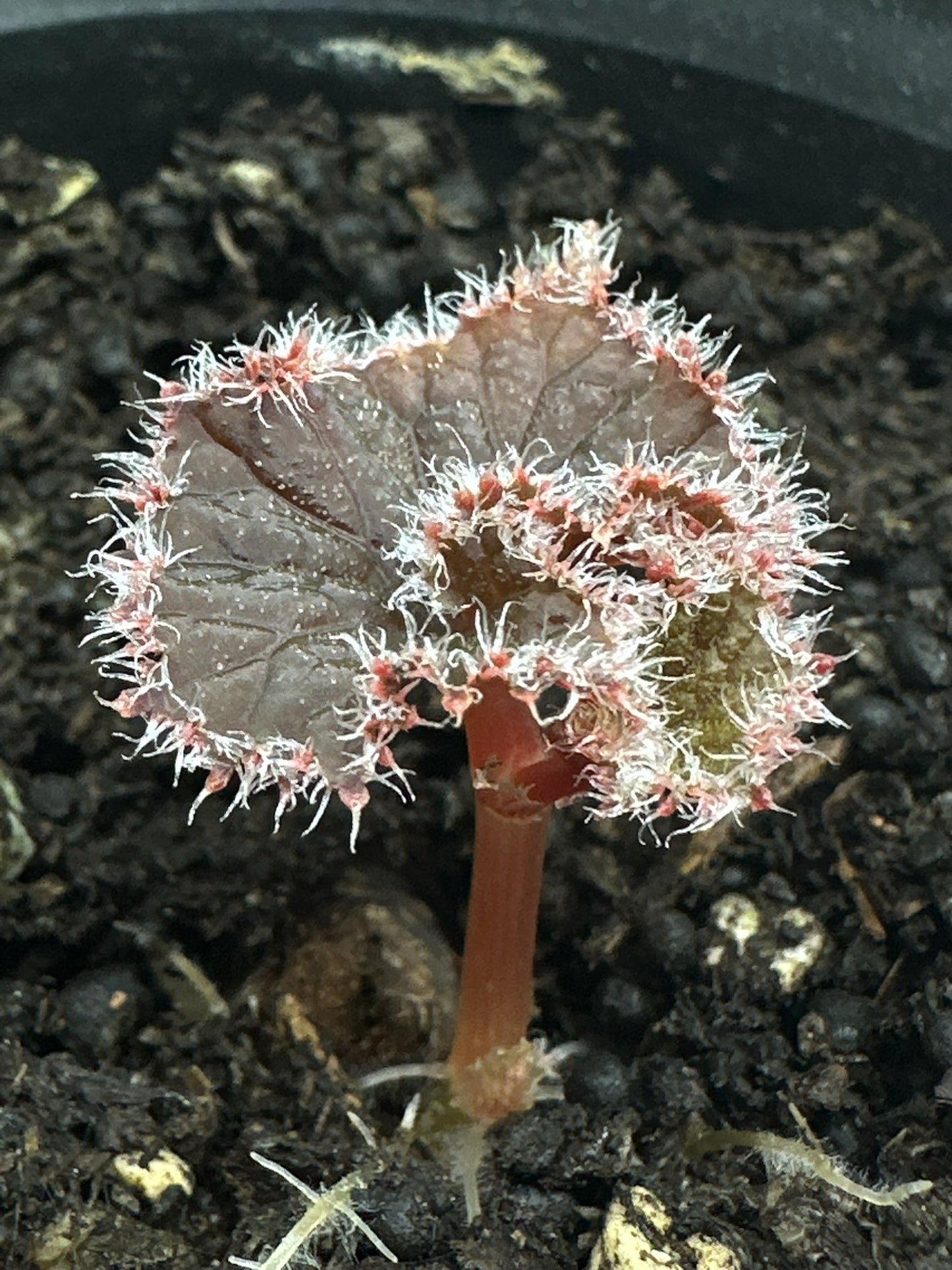 SEEDS Begonia curtisii ‘Galaxy’